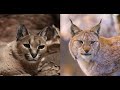 Caracal: King of the Flop