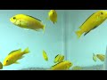 【4K Japan Aquarium】Blue streak hap【Subscribe Now】