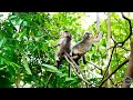 How beautiful is their lifestyle.macaco. macaque. baby monkeys. bandar. 원숭이. обезьяна.monkey video