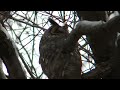 Long Eared Owl 2