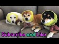 [ENG SUB] Can you afford shiva dog molting? / shibainu / shiba dog