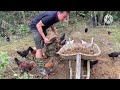 The chicken flock has grown, speeding up the construction of the chicken coop, working tirelessly.