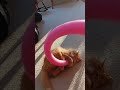 Cat Beaten with a Noodle