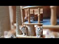 Golden British Shorthair | Cute And Adorable Cat Compilation