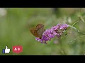 The lifecycle of the Silver-Washed Fritillary