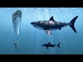 Rise of the Great White Shark - A History 11 Million Years in the Making | Free Documentary Nature