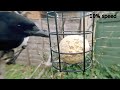 Mr Magpie can't make up his mind