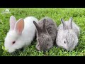 Baby Animals 4K - Collection Of Lovely Moments Of Wild Animals On Earth With Relaxing Music