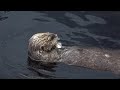 An Otter Song | Water Clowns: Peace & Tranquility