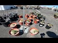 2024 DBG Spring Plant Sale & Interview w/ Bill Lindsey @spines.n.clay | Our 100th YouTube video!!