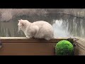 Brave Cat | Coco The Cutest Cat