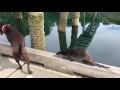 Otters playing with Labs