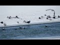 Первые чайки после зимы г.Омск