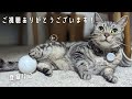 [4K] 眠くて寝たい猫にちょっかいを出し続けた結果・・・