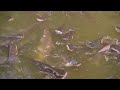 ត្រីធំៗណាស់  Very big fish