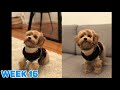 Maltipoo Puppy Growing Up! | Week 1 to Week 16 | Puppy Transformation