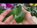 Growing Orchid Leaves In Water Without Roots Will Grow Roots Fast In This New Way