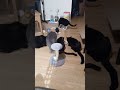 Feeding time with our cats and kittens that are almost ready to explore with new parents