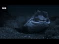 Horn Shark Escapes Being Eaten Alive | Planet Earth III | BBC Earth