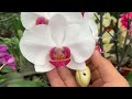 Few people know! It makes orchids grow and bloom 300 times more beautifully