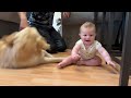 Golden Retriever Reunited With Baby Brother! (Cutest Reunion!!)