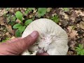Вівторок 11-того червня 2024 пішли до лісу що з того вийшло дивіться..гриби Білі гриби в нашому краї