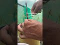 Using Zip ties to secure your Mango and fruit tree grafts