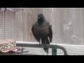 Grackle Blows Up