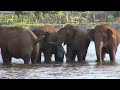 Elephants Ran To Reunion With The Favorite People Who Away For 14 Months - ElephantNews