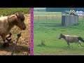 Whoa! This Pony's Hooves Are WAY Too Long! | Dodo Kids | All Better