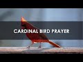 What Does It Mean When God Sends Cardinals | Cardinal Spirit Animal