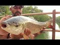 Fish hunting || Amazing Catching big rohu fishes