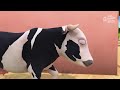 Especial de La Vaca Lola Acumulativa y Más Canciones | La Granja de Zenón