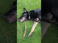 A hilarious happy play session between a giant shepherd dog and a small Boston Terrier dog
