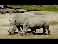 Animal Kingdom 4K- Beautiful Collection of Wild Animals - Ultra 4K - Piano Music Relax