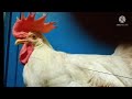 CHENNAI NATTU KOZHI AND SEVAL HEN AND ROOSTERS கோழி மற்றும் சேவல் #video