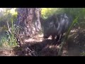 Pig hunting with Go Pro- NZ