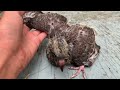 New baby pigeon and update
