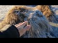 Compost Activation Test 'Part 2', Using Frost As The Biological Activity Indicator