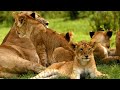 AWW Animals SOO Cute! Cute baby animals Videos Compilation cute moment of the animals