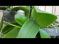 COMO CULTIVO MIS ORQUIDEA PHALAENOPSIS(TIPS)