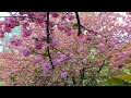Vidéo Ambiance & Relaxation - East Asian Cherry - Central Park - Méditation, Sommeil - ASMR Vidéo 4K