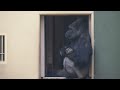 Silverback Gorilla Trying To Save His Daughter | Shabani