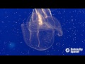 The lobed comb jelly: odd but awesome!