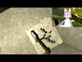 The Cats Play Minecraft 3