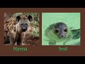 📚 Learn English | 🐾 Animals Vocabulary In English | 💯 100 Animal Names In English With Pictures