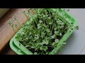 How-To + Time Lapse of KnowingNature Microgreens Planter + Tray