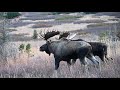 Crazy Moose Fights Some of the huge Alaska bull moose fights