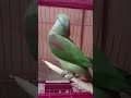 Mithu Mithu Talking Parrot 🦜#parrot #mitu #mithu #mittoo #parrots