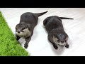 Otter Gently Holding Hand To Endure Pain After Surgery [Otter Life Day 897]